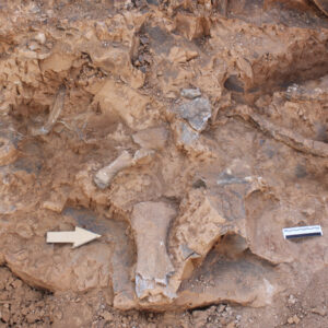 denizli tavastaki kazilarda bulunan fosil turu 27ye ulasti JSiiDLuG