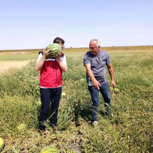 karpuz uretimi incelendi 6VCbWFYL