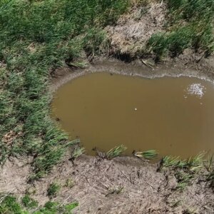 sazlik goleti kuruyor TjA3eJyl