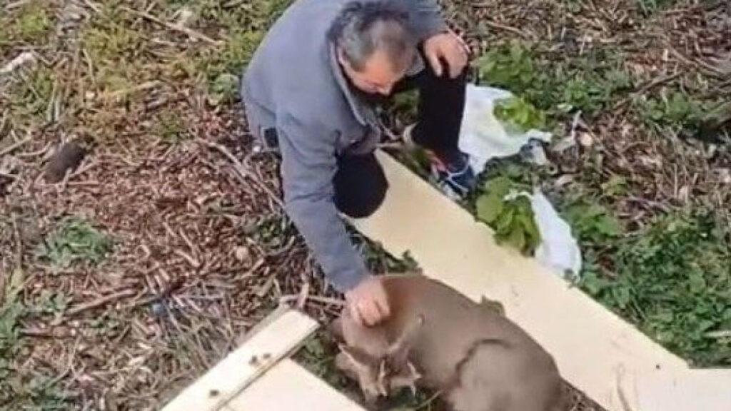 araclara-carpan-yarali-karaca-derede-bulundu-ZPJp4IAz