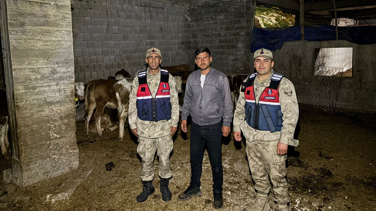 Kilis’te Kayıp Büyükbaş Hayvanlar Jandarma Ekipleri Tarafından Kurtarıldı