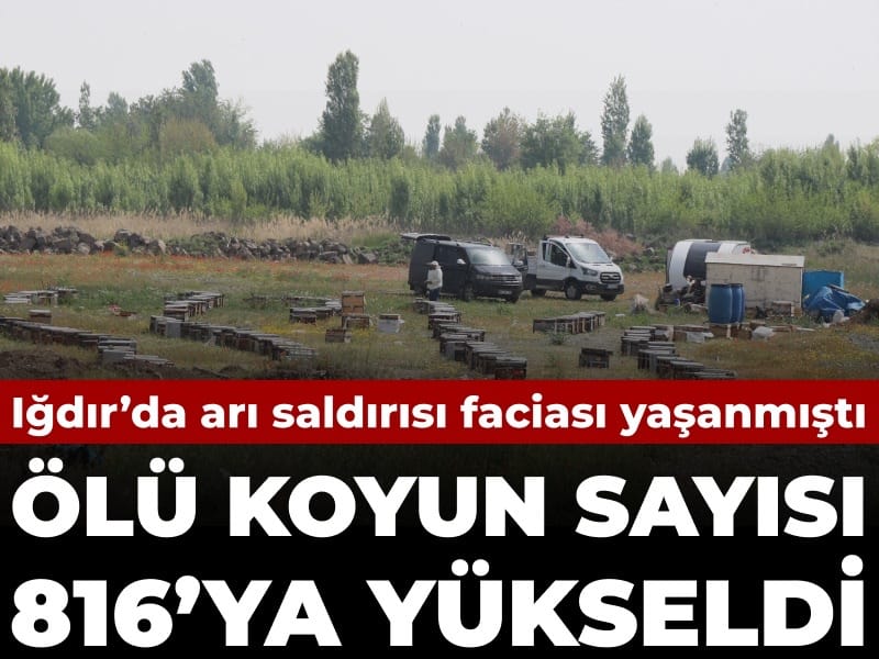 Iğdır’da Arı Saldırısı Sonucu 816 Koyun Hayatını Kaybetti
