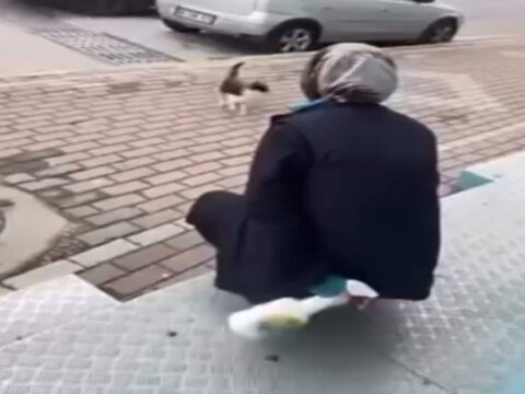 Kediye kimyasal sprey sıkan vicdansız beraat etti!