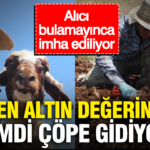 Eskiden altin degerindeydi simdi cope gidiyor alici bulamayinca imha ediliyor 7ngDM4GX